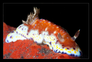 Chromodoris Collingwoodi by Charles Wright 